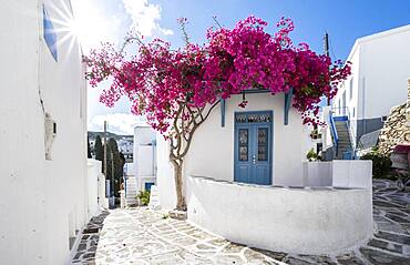 White-blue houses with blooming purple Bougainvillea (Bougainvillea), old town of Lefkes, Paros, Cyclades, Greece, Europe