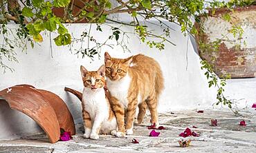 Tabby cat with kitten, Paros, Cyclades, Aegean Sea, Greece, Europe