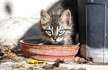 Baby cat drinking from a bowl, Paros, Cyclades, Aegean Sea, Greece, Europe