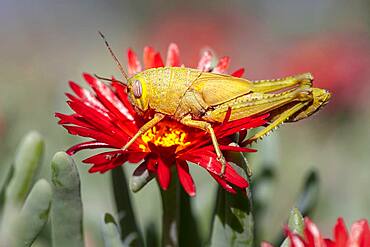 Egyptian locust (Anacridium aegyptium) on a flower, Paros, Aegean Sea, Greece, Europe