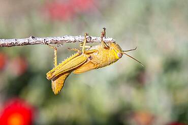 Egyptian locust (Anacridium aegyptium) on a branch Paros, Aegean Sea, Greece, Europe