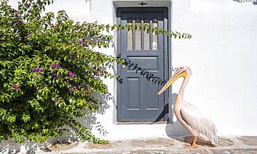 Pelican Petros II, Parika, Paros, Cyclades, Aegean Sea, Greece, Europe