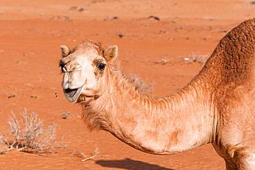 Camel in the desert, Wahiba Sands, Sultanate Of Oman