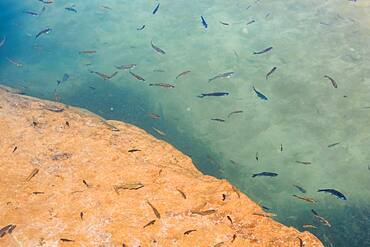 Fish at Wadi Bani Khalid, Sultanate Of Oman