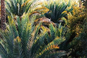 Close up of palm trees, Bidbid, Ad Dakhiliyah, Sultanate Of Oman