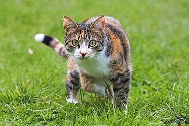 Cat (Felis catus), European shorthair, cat, tricolour, tortoiseshell cat, running in the grass, Baden-Wuerttemberg, Germany, Europe