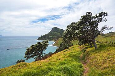 Beach view, Fletcher Bay, Coromandel, North Island, New Zealand, Oceania