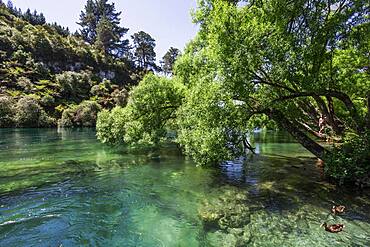 Guy on a tree, Waikato River, Waikato, North Island, New Zealand, Oceania