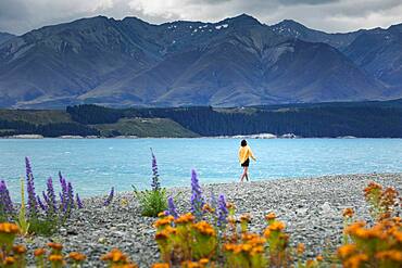 Guy at a beach at Lake Tekapo, Canterbury region, Mackenzie District, South Island, New Zealand, Oceania