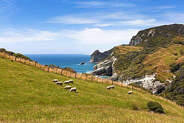 Flock of sheep at Cape Farewell, Golden Bay, South Island, New Zealand, Oceania