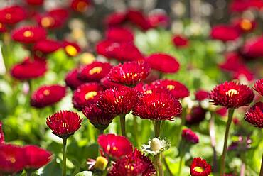 Red flowering Common daisy (Bellis perennis), Bavaria, Germany, Europe