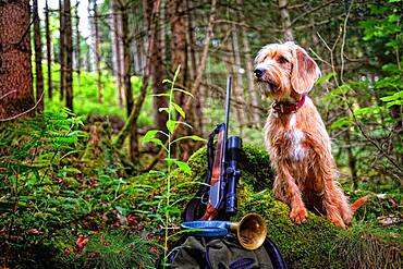 Hunting dog with hunting rifle, Steirische Rauhhaarbracke, Germany, Europe