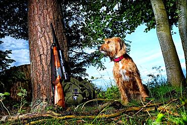 Hunting dog with hunting rifle, Steirische Rauhhaarbracke, Germany, Europe