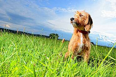 Hunting dog, Steirische Rauhhaarbracke, Germany, Europe