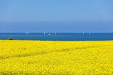 Rape field near Luetjenbrode, sailing boats, Grossenbrode, Schleswig-Holstein, Germany, Europe