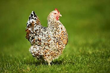 Chicken (Gallus gallus domesticus), hen, on a meadow, Upper Palatinate, Bavaria, Germany, Europe