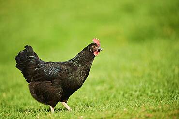 Chicken (Gallus gallus domesticus), hen, on a meadow, Upper Palatinate, Bavaria, Germany, Europe