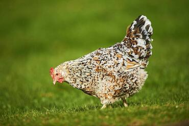 Chicken (Gallus gallus domesticus), hen, on a meadow, Upper Palatinate, Bavaria, Germany, Europe