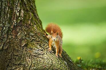 Red squirrel or Eurasian red squirrel (Sciurus vulgaris), wildlife, Frankonia, Bavaria, Germany, Europe