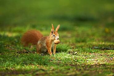 Red squirrel or Eurasian red squirrel (Sciurus vulgaris), wildlife, Frankonia, Bavaria, Germany, Europe