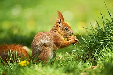 Red squirrel or Eurasian red squirrel (Sciurus vulgaris), wildlife, Frankonia, Bavaria, Germany, Europe