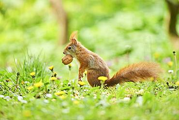 Red squirrel or Eurasian red squirrel (Sciurus vulgaris), wildlife, Frankonia, Bavaria, Germany, Europe