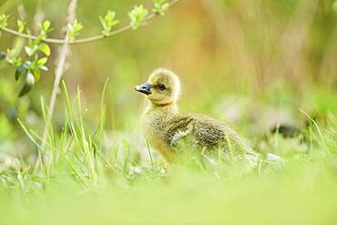 Greylag goose (Anser anser) chick on a meadow, Bavaria, Germany, Europe