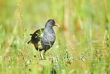 Common moorhen (Gallinula chloropus), Frankonia, Bavaria, Germany, Europe