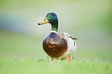 Mallard (Anas platyrhynchos) male standing on a meadow, Bavaria, Germany, Europe