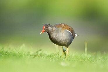 Common moorhen (Gallinula chloropus) on a meadow Frankonia, Bavaria, Germany, Europe