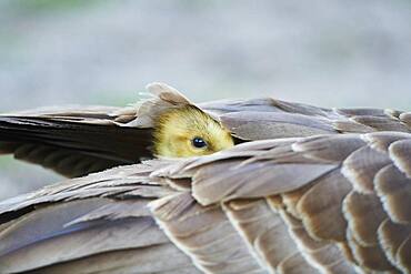 Canada goose (Branta canadensis) chick under the feathers of its mother, Frankonia, Bavaria, Germany, Europe