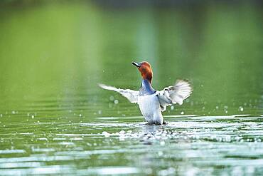 Common pochard (Aythya ferina), male, on a lake, Frankonia, Bavaria, Germany, Europe