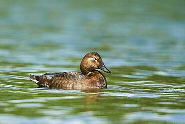 Common pochard (Aythya ferina), female, swimming on a lake, Frankonia, Bavaria, Germany, Europe