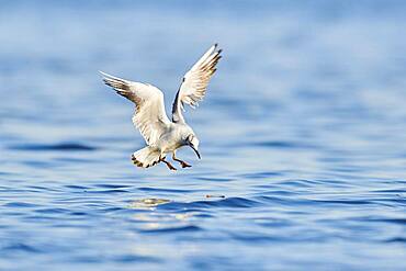 Black-headed gull (Chroicocephalus ridibundus) flying above danubia river, Bavaria, Germany, Europe