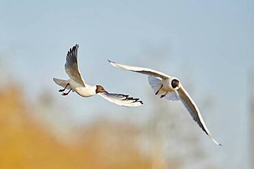 Black-headed gulls (Chroicocephalus ridibundus) flying above danubia river, Bavaria, Germany, Europe