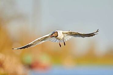 Black-headed gull (Chroicocephalus ridibundus) flying above danubia river, Bavaria, Germany, Europe