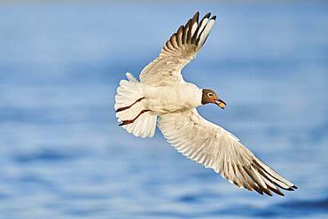 Black-headed gull (Chroicocephalus ridibundus) flying above danubia river, Bavaria, Germany, Europe