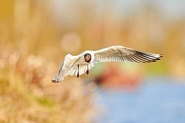 Black-headed gull (Chroicocephalus ridibundus) flying above danubia river, Bavaria, Germany, Europe