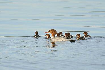 Common merganser (Mergus merganser) or goosander mother with her youngsters swimming in danubia river, Bavaria, Germany, Europe