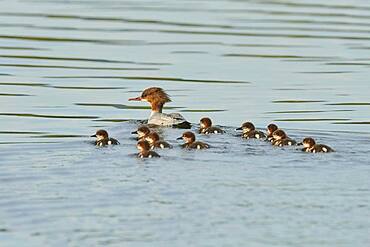 Common merganser (Mergus merganser) or goosander mother with her youngsters swimming in danubia river, Bavaria, Germany, Europe