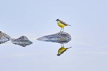 Western yellow wagtail (Motacilla flava) sitting on rock at danubia river in sunset, Bavaria, Germany, Europe