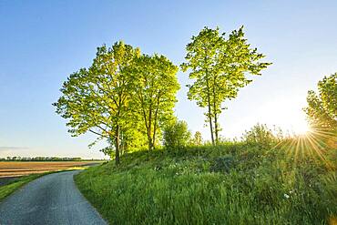 Wanderweg im Fruehling bei Kiefenholz, Vorderer Bayerischer Wald, Oberpfalz, Bayern, Deutschland