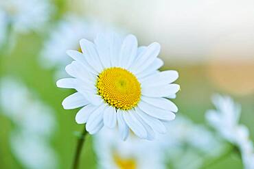 Marguerite (Leucanthemum vulgare) blooming in a meadow, Bavaria, Germany, Europe