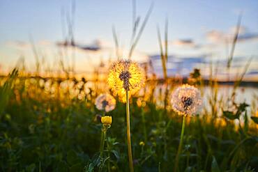 Common dandelion (Taraxacum sect. Ruderalia) seeds at sunset, Bavaria, Germany, Europe