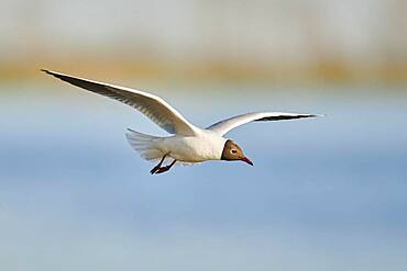 Black-headed gull (Chroicocephalus ridibundus) flying above danubia river, Bavaria, Germany, Europe