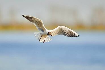 Black-headed gull (Chroicocephalus ridibundus) flying above danubia river, Bavaria, Germany, Europe