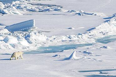 Polar bear (Ursus maritimus) in the high arctic near the North Pole