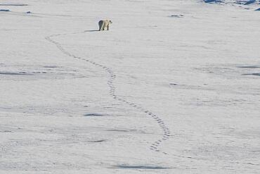 Polar bear (Ursus maritimus) in the high arctic near the North Pole