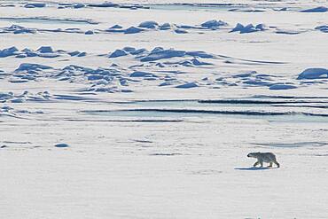 Polar bear (Ursus maritimus) in the high arctic near the North Pole