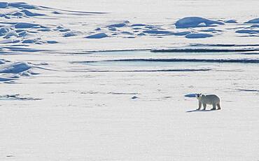 Polar bear (Ursus maritimus) in the high arctic near the North Pole